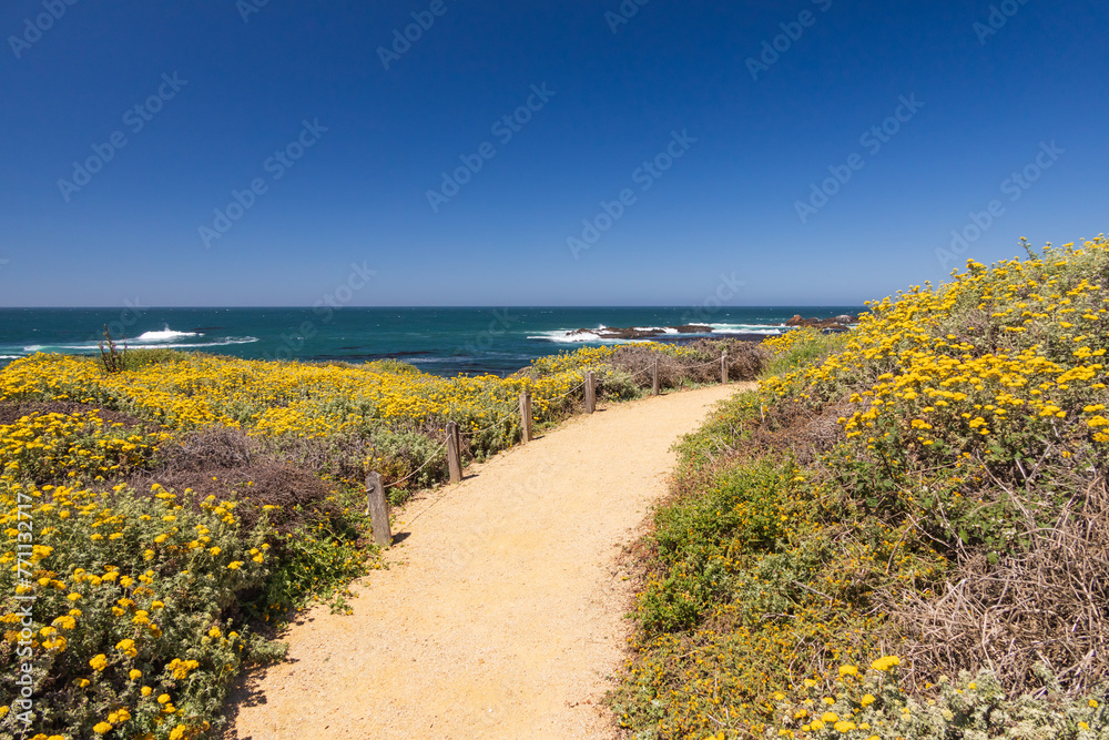 Path leading to the beach with large white offshore rock at Point Piedras Blancas, California