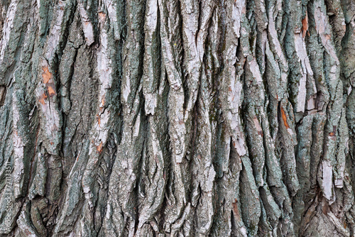 The bark of a tree is shown in detail, with many ridges and grooves