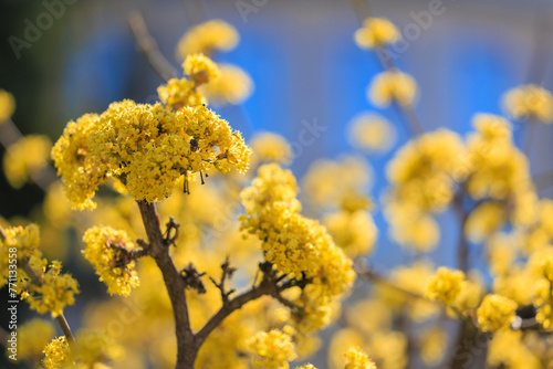 A tree with yellow flowers is in front of a blue building