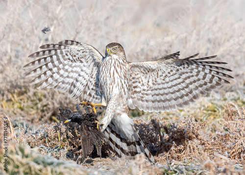 Cooper Hawk (Accipiter cooperii) photo