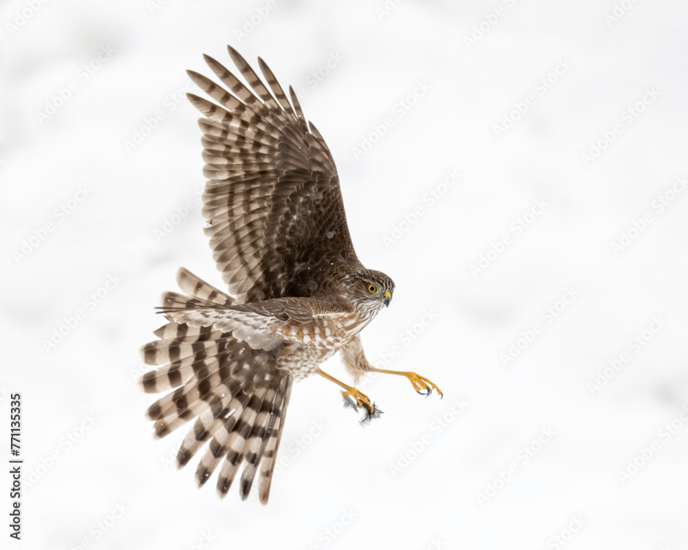 Fototapeta premium Sharp-shinned Hawk (Accipiter striatus) in snowstorm, Utah