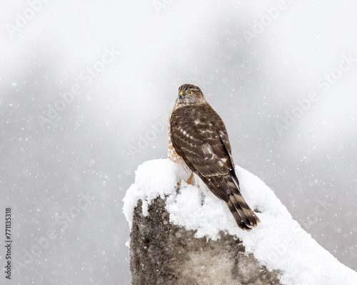 Sharp-shinned Hawk (Accipiter striatus) in snowstorm, Utah photo