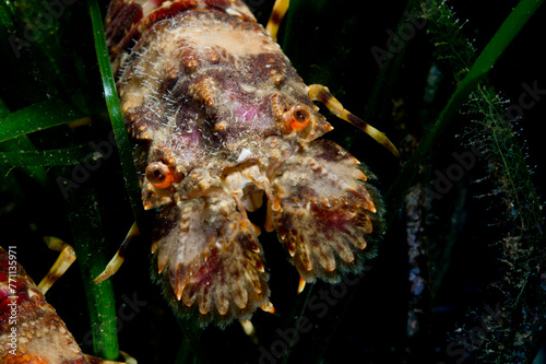 Small European locust lobster or Lesser slipper lobster (Scyllarus arctus) Magnosella (Scyllarus arctus). Cicala di mare. Alghero. Capo Caccia Sardinia Mediterranean Sea. Italy photo