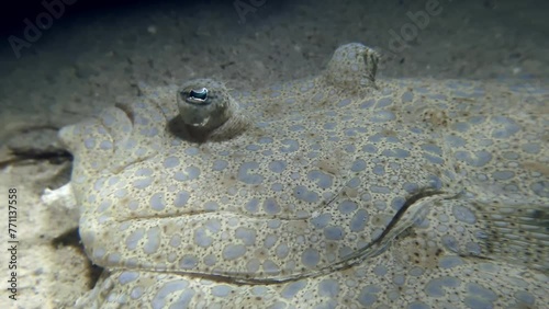 The submerged video showcases the Peacock Flounder, also recognized as the Flowery Flounder, a fish species belonging to the family Bothidae, filmed in the waters surrounding Mauritius Island. photo