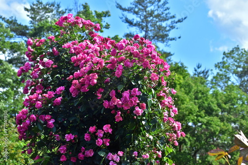 広島 花 庭園 湧永庭園 バラ 薔薇