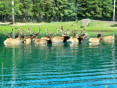 Six Flags,New Jersey,USA - June 8 2023: Six Flags Wild Safari America Roosevelt Elk