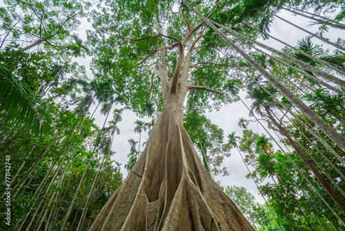 The Giant Tree at Ban Rai, Uthai Thani, Thailand