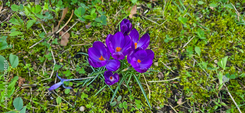 Spring purple crocus flower.