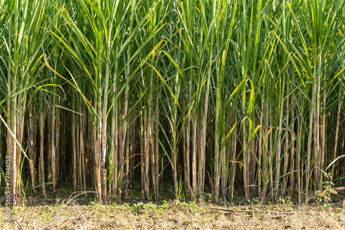 sugarcane cultivation at rural farm from different angle