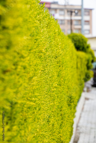 Green hedge on the street in the city. Selective focus. Green hedge of thuja tree in the garden. Green leaves texture.