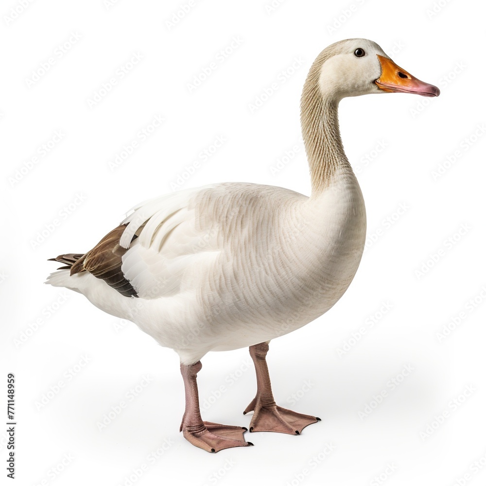 goose isolated on white background goose isolated on white background
