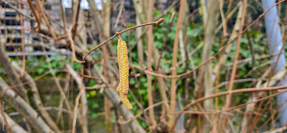 A set of male hazel catkins in dynamic movement, releasing lots of pollen in the wind. A set of male hazel catkins in dynamic movement, releasing lots of pollen in the wind.