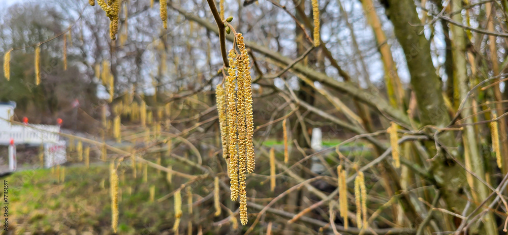 A set of male hazel catkins in dynamic movement, releasing lots of pollen in the wind. A set of male hazel catkins in dynamic movement, releasing lots of pollen in the wind.