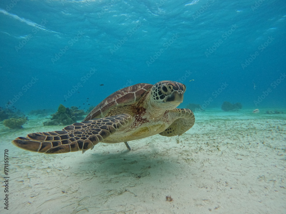 Obraz premium 거북이