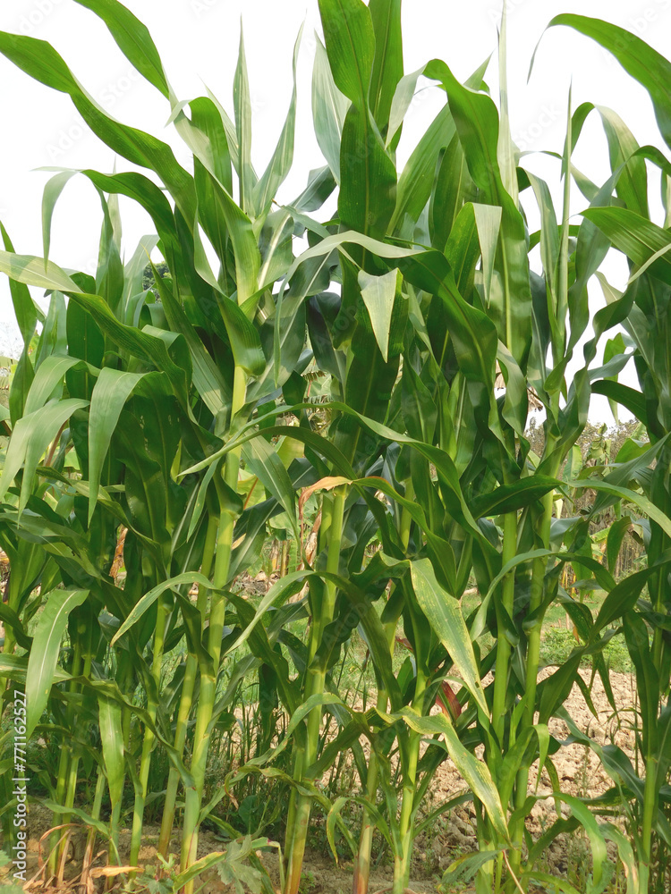 a corn field on a sunny day a corn field on a sunny day