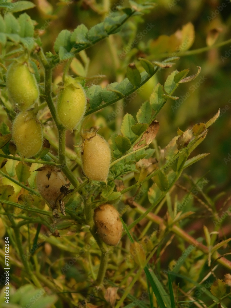 Obraz premium beans of organic chickpeas, affected by diseases after a rainy summer