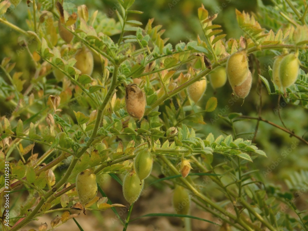 Obraz premium beans of organic chickpeas, affected by diseases after a rainy summer