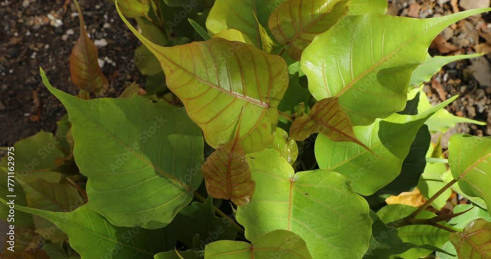 Bodhi tree. Ficus religiosa. Sacred fig. Nature background. Bodhi tree. Ficus religiosa. Sacred fig. Nature background.