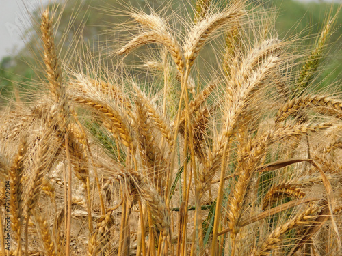 A close-up of a field of golden wheat.