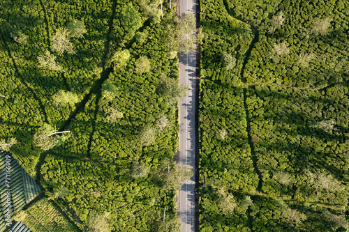 pemandangan jalan di antara kebun teh di lereng gunung photo