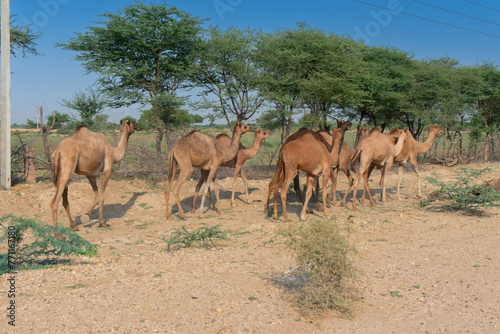 A group of Camels. Camelus dromedarius, grazing under sunny morning at Thar desert, Rajasthan, India.