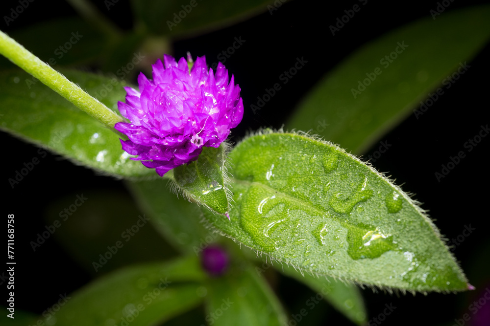 Purple flower of globe amaranth in garden Purple flower of globe amaranth in garden