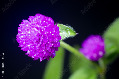 Purple flower of globe amaranth in garden
