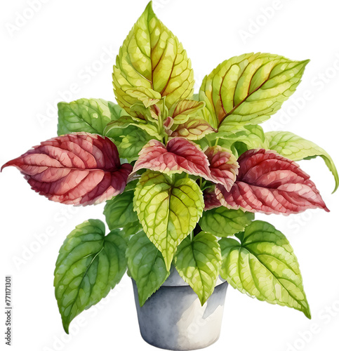 Watercolor painting of a Coleus scutellarioides plant. photo