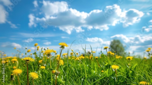 Beautiful meadow field with fresh grass and yellow dandelion flowers in nature against a blurry blue sky with clouds. Summer spring perfect natural landscape,Bunch of Yellow fresh dandelions border