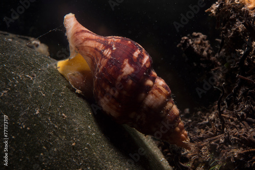 Sea Snail, Buccinulim corneum, crawling along rockshowing syphon and eye. Mrditerranean sea, Sardtnia, Alghero, Italy photo