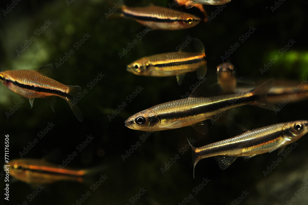 yellowfin shiner (Notropis lutipinnis) swimming in school with rasbora ...