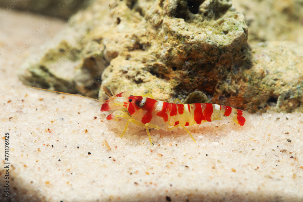 Colorful Randall's Pistol Shrimp or Candy Cane Shrimp (Alpheus randalli ...