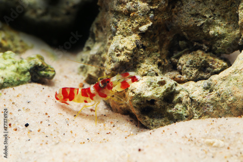 Colorful Randall's Pistol Shrimp or Candy Cane Shrimp (Alpheus randalli) photo