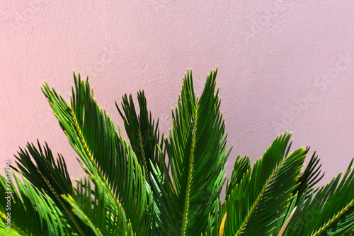 Sago palm in front of a pink wall photo