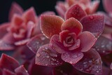 Macro photography of a succulent, fleshy texture, geometric rosettes