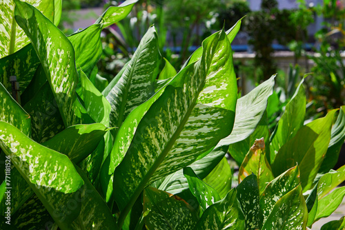 Close-up of dieffenbachia Exotica leaf in sunlight
