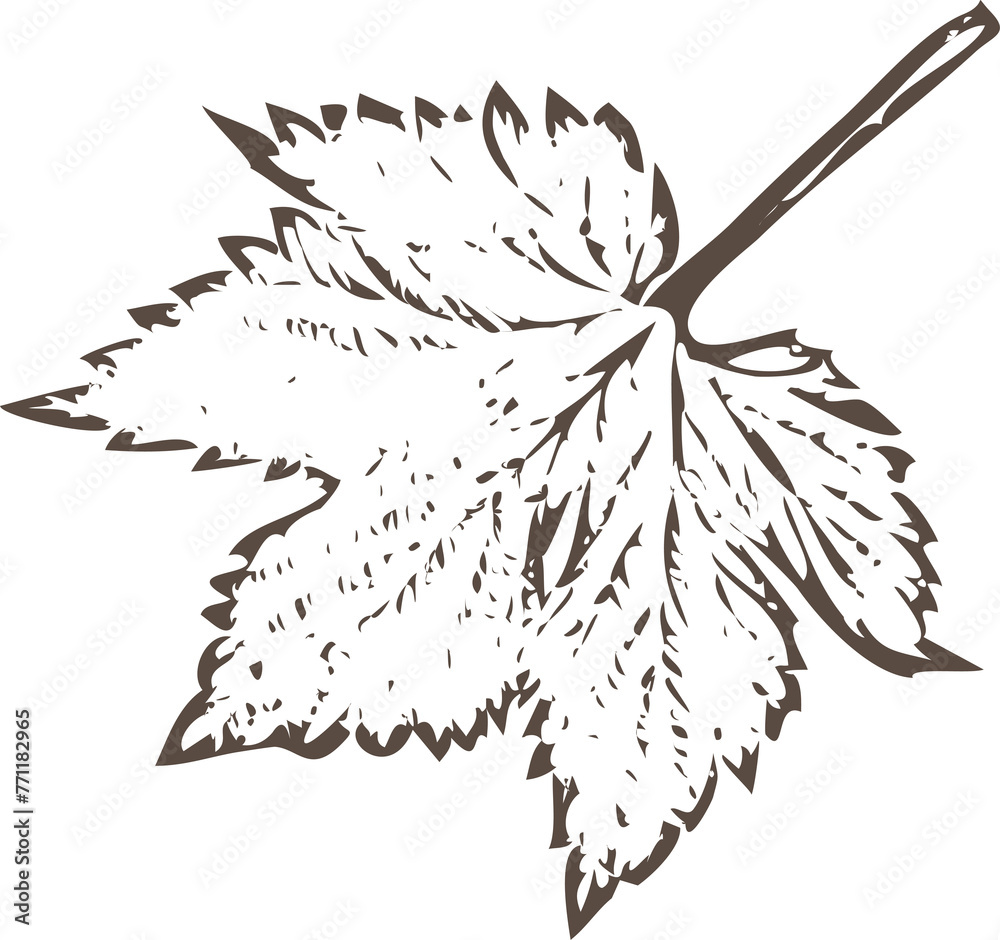 Obraz premium Hops, stencil, ivy, climbing plants, liana, grapevine. illustration isolated on transparent, png. modern style