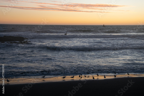 group of birds on a sunset on the seashore