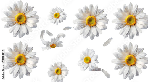 Common daisy blossom in vibrant 3D digital art, isolated on transparent background. Top view of fresh white flower, ideal botanical design element for spring.