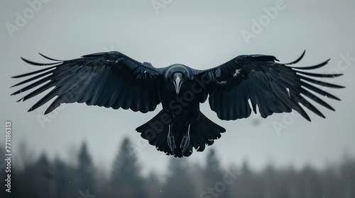 large blackbird flying sky wings spread top selection skulled creature black fur street above airborne view fierce looking canopy head sentinel descent photo