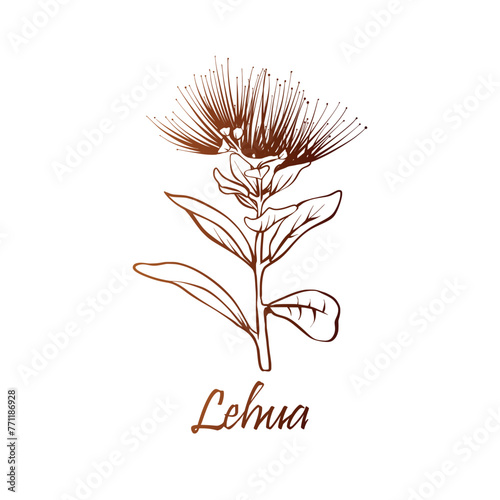 Ohia Lehua (metrosideros macropus M. collina), state flower of Hawaii. Hand drawn botanical vector illustration