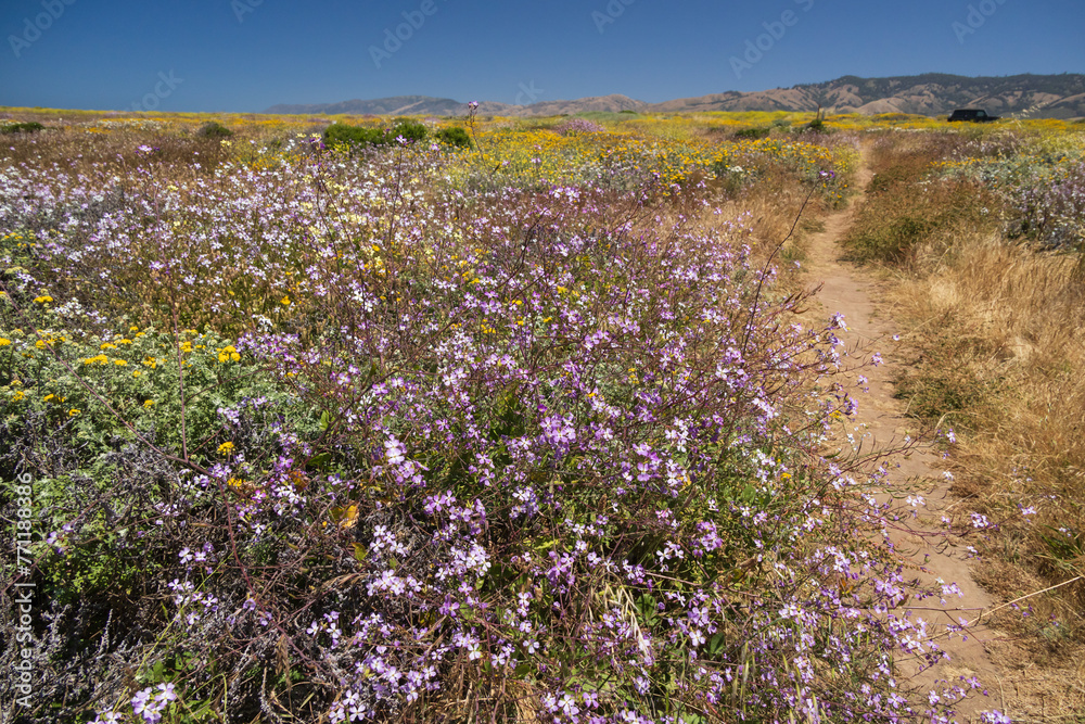 Obraz premium Path through wildflowers on the West coast