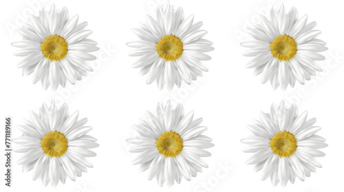 Watercolor Daisy Digital Art: Vibrant Floral Design Isolated on Transparent Background, Top View Flat Lay Botanical Illustration for Springtime Creative Projects © Spear
