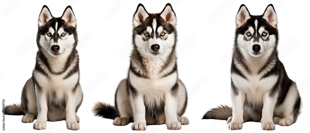 Set of three Siberian Husky front view, isolated on transparent background Set of three Siberian Husky front view, isolated on transparent background