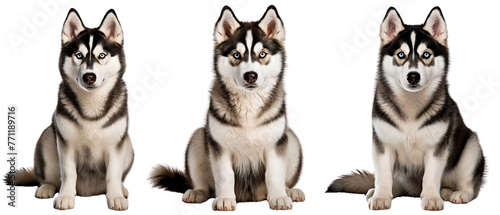 Set of three Siberian Husky front view, isolated on transparent background