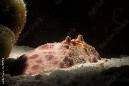 Φωτογραφία Box crab (Calappa granulata) is a marine crustacean native to Mediterranean Sea