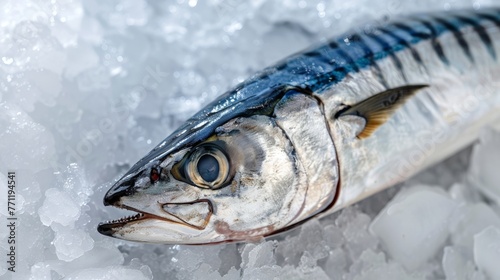 Fresh mackerel fish (Scomber scrombrus) on ice