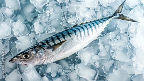 Fresh mackerel fish (Scomber scrombrus) on ice photo