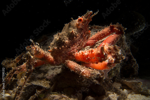  Majoid Crab well camouflaged  Herbstia condyliata   Alghero  Capo Caccia  Sardinia  Italy