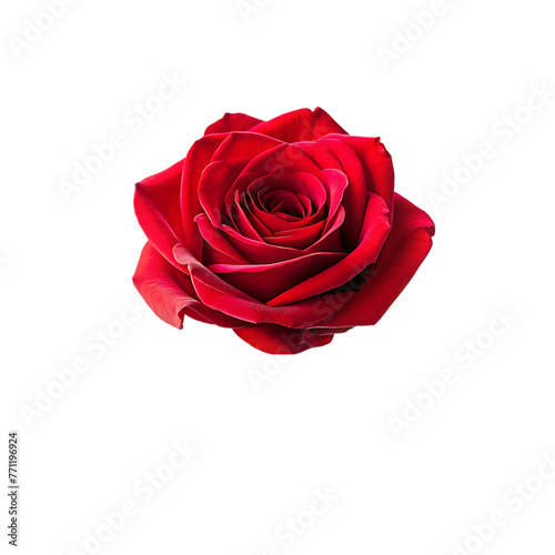 red rose flower isolated.